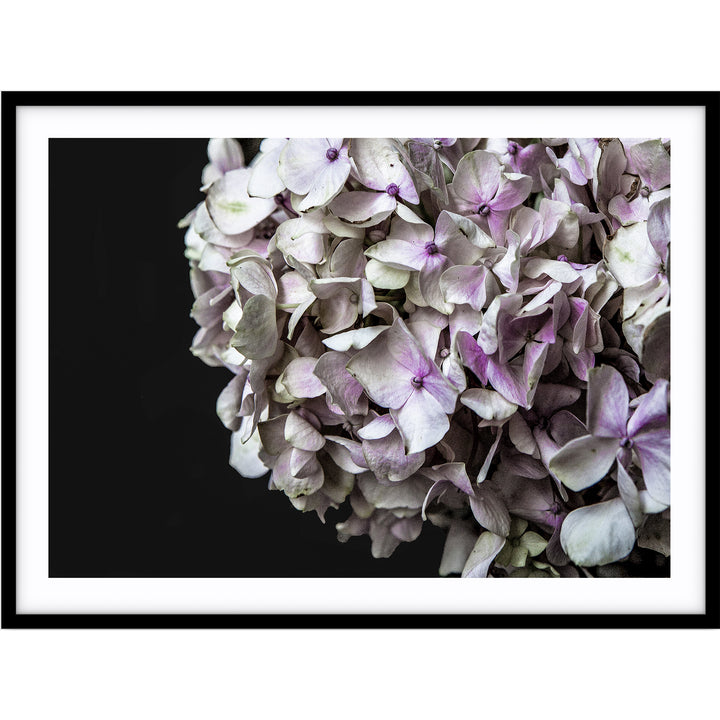 Hydrangea I