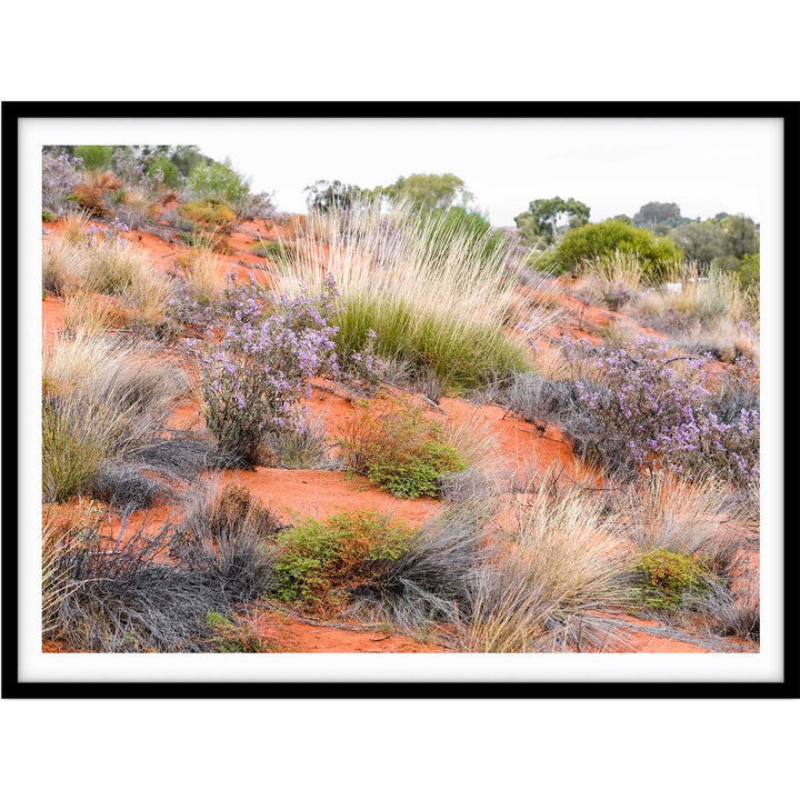 Desert Spinifex Grass Uluru