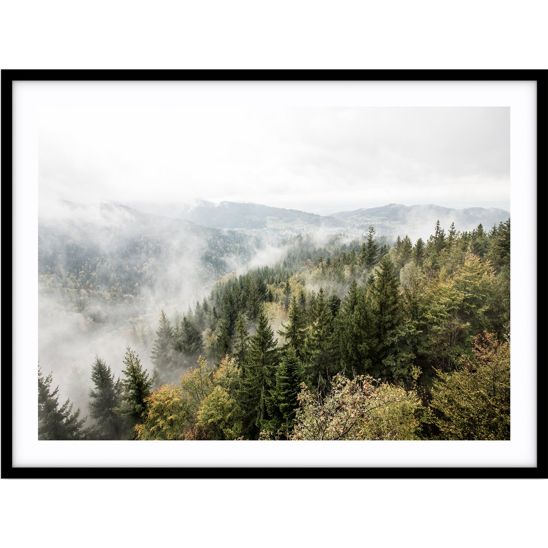 Misty Forest - Tasmania