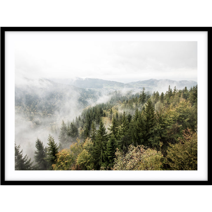 Misty Forest - Tasmania