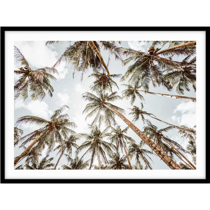 Palms For Days - Hawaii