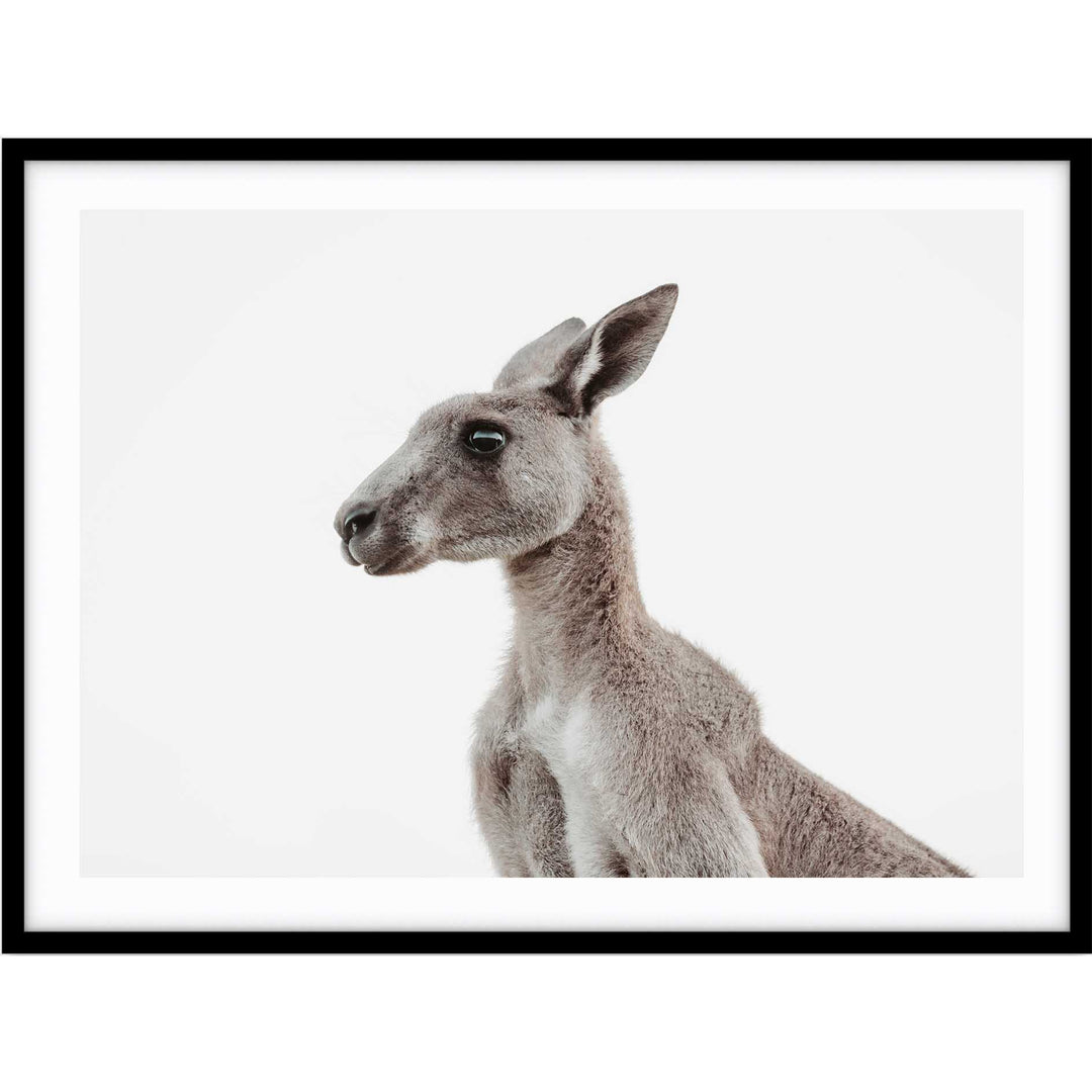 Grey Roo