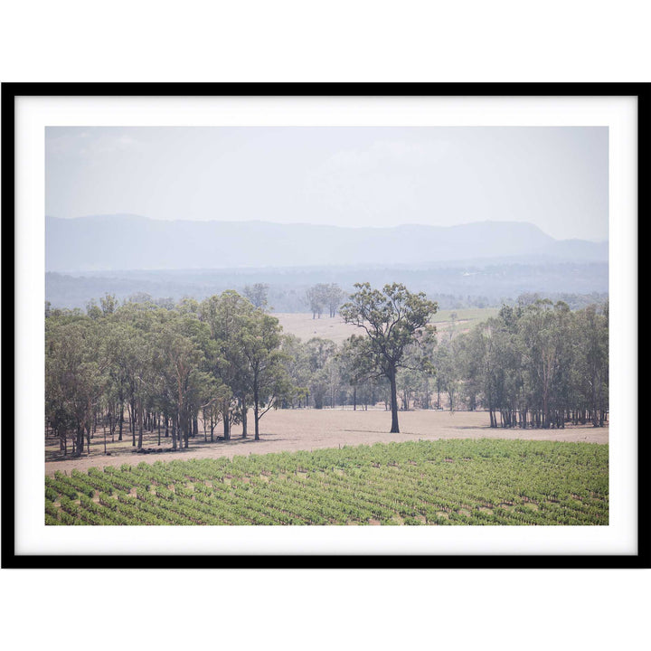 The Hunter Valley Vineyards