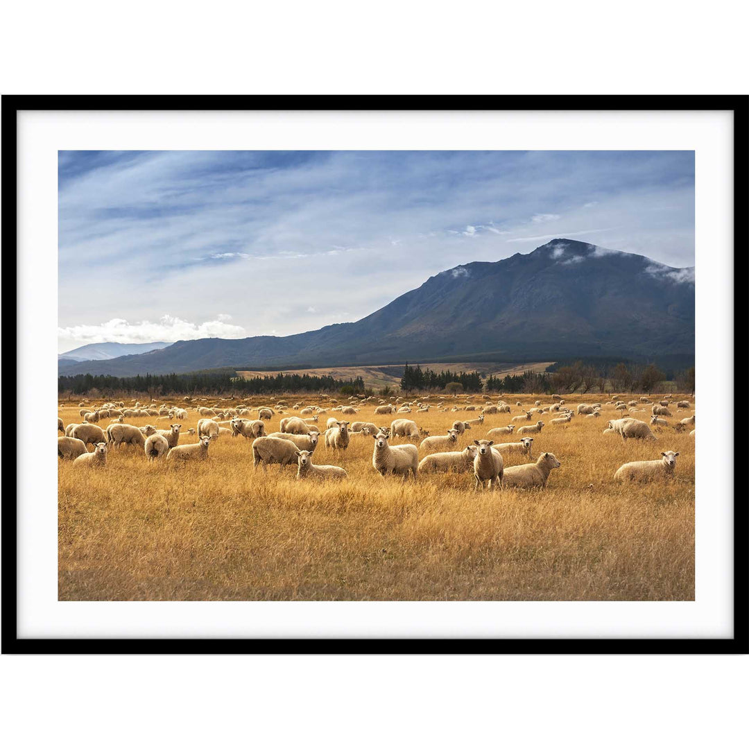 Sheep - New Zealand