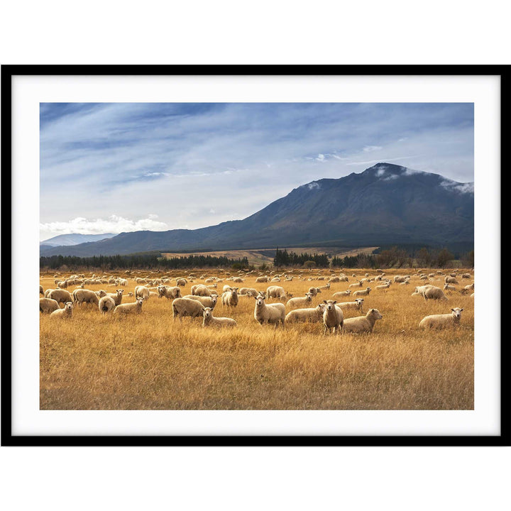Sheep - New Zealand