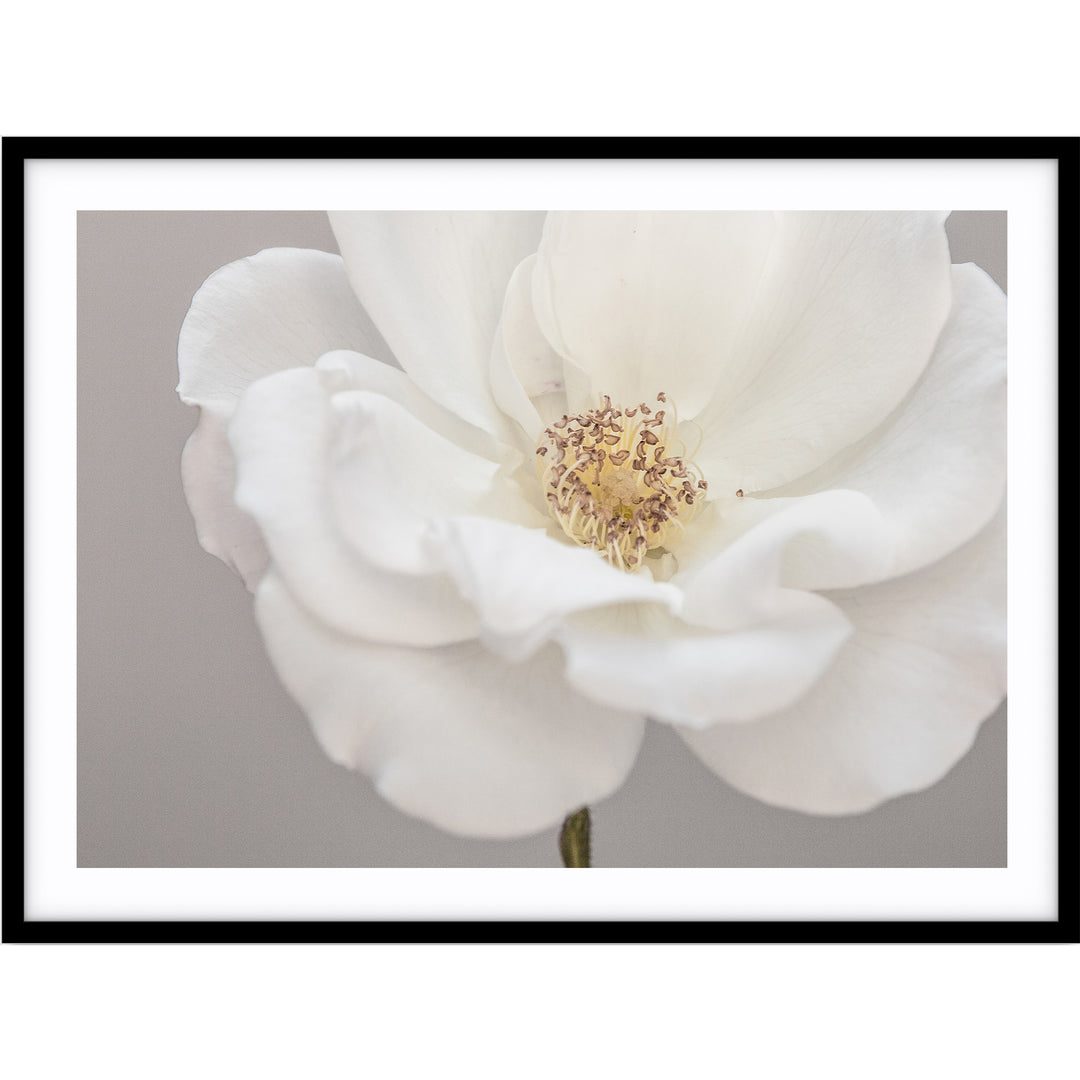 White Rose III