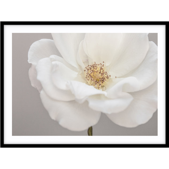 White Rose III