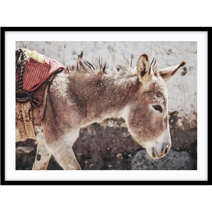 Mr Donkey