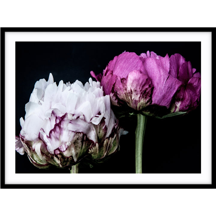 Peony Pair