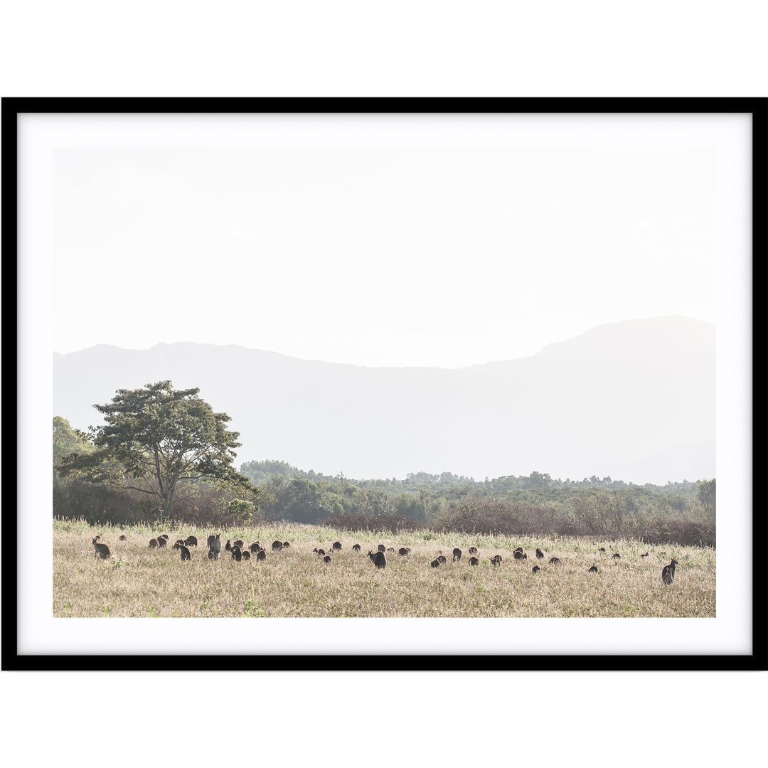 Paddock of Roos - LS - Cairns