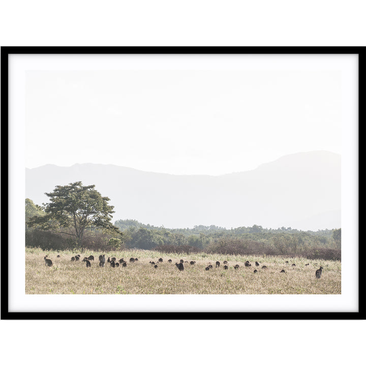 Paddock of Roos - LS - Cairns