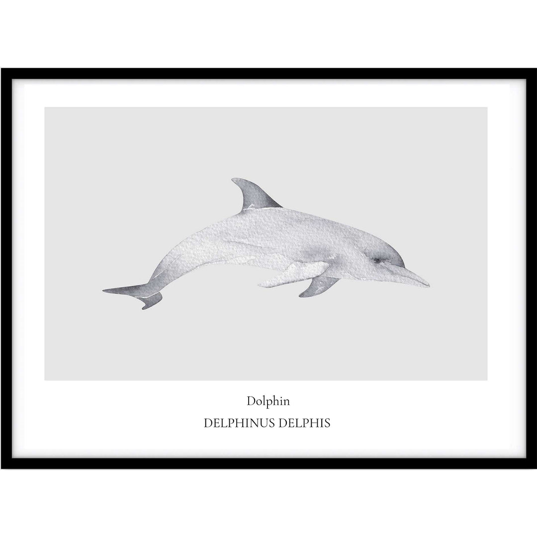 Dolphin