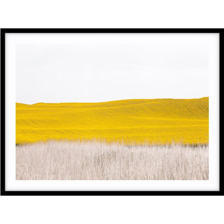 Canola II - Country Victoria