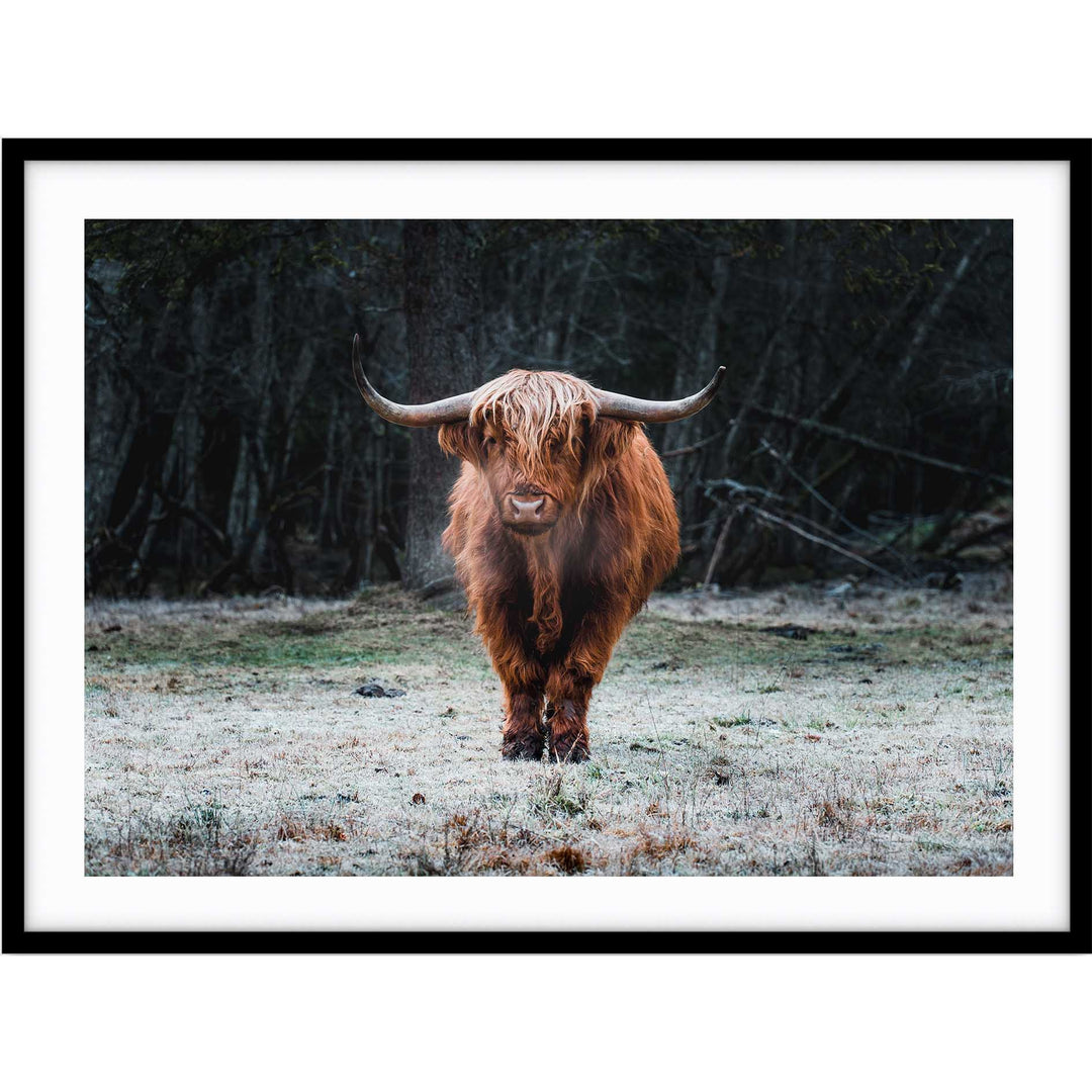 Wild Highland III