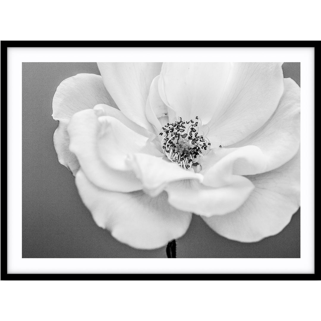 White Rose III B+W