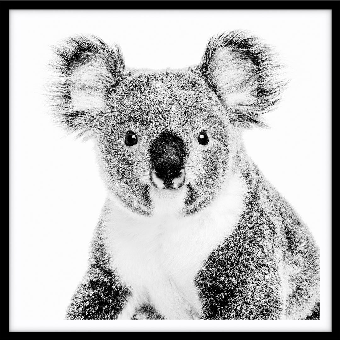 Koala - SQUARE