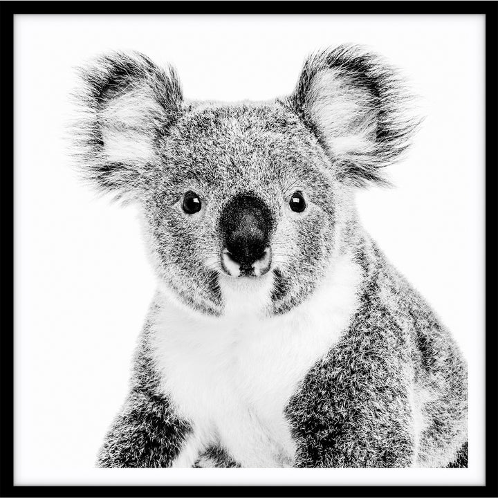 Koala - SQUARE