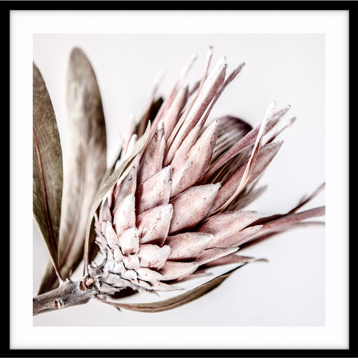 Native I - SQUARE (lighter version)