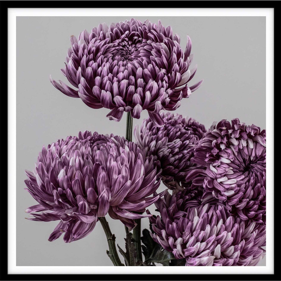 Mauve Chrysanthemum II - SQ