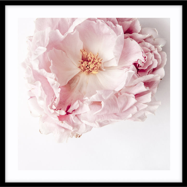 Full Bloom Peony I - SQUARE