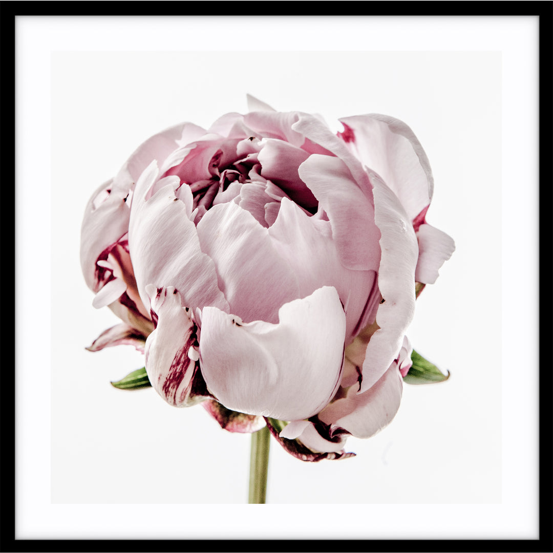Peony I - SQUARE