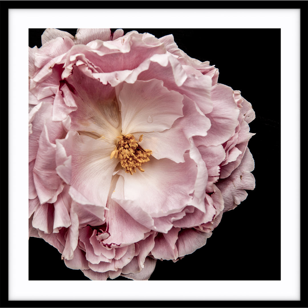 Full Bloom Peony II - SQUARE