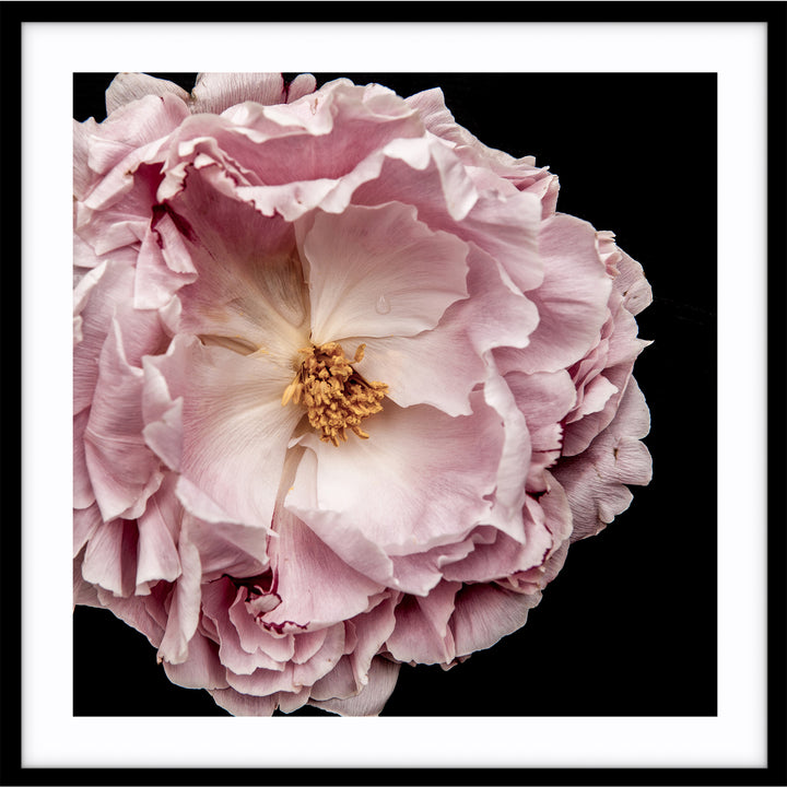 Full Bloom Peony II - SQUARE