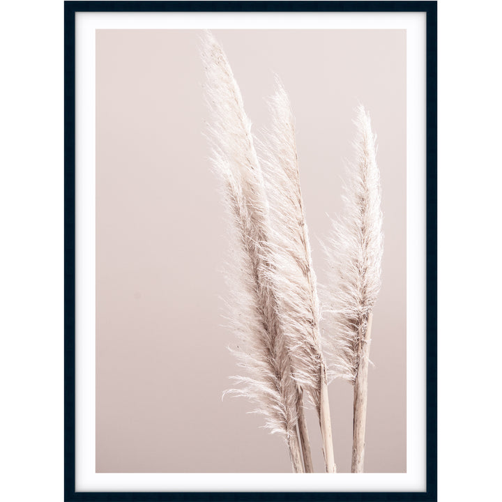 Pampas On Pink