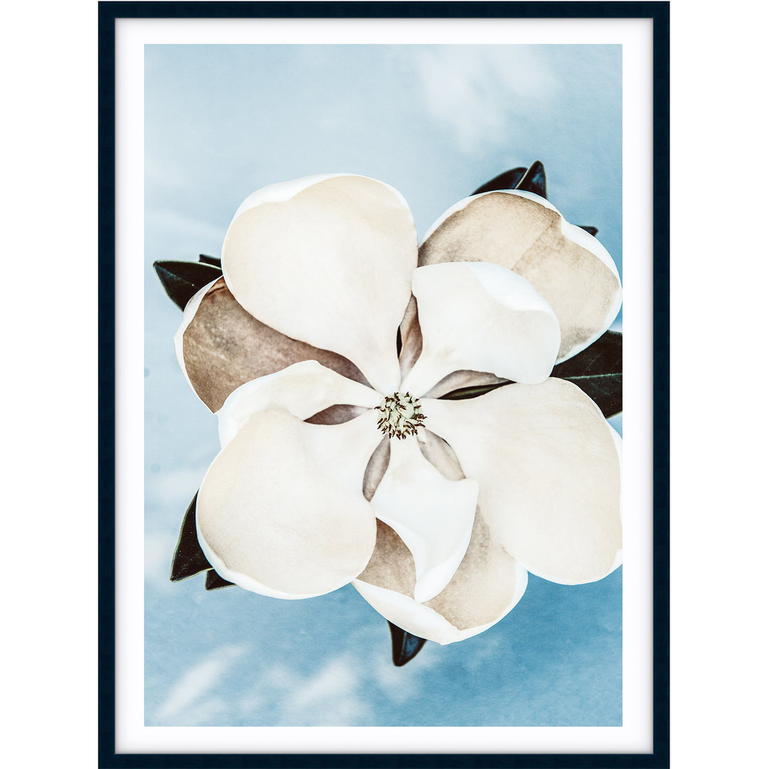 Magnolia On Blue