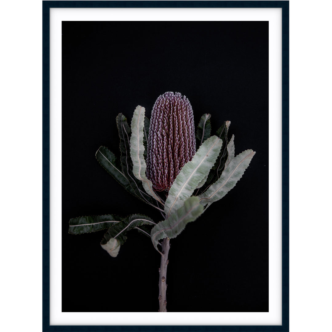 Dark Banksia I