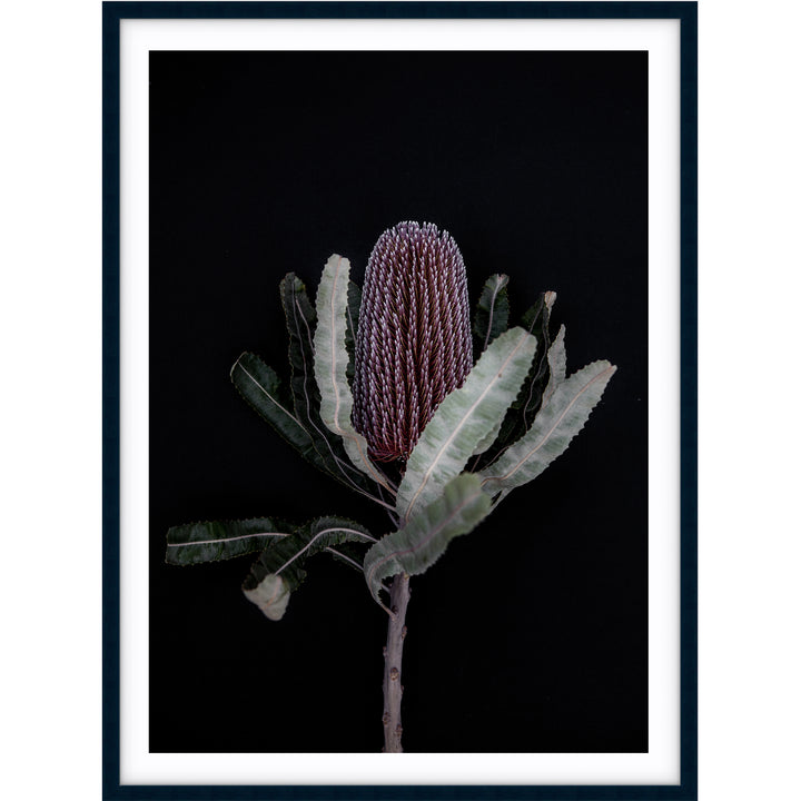 Dark Banksia I