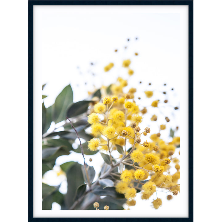 Wattle II