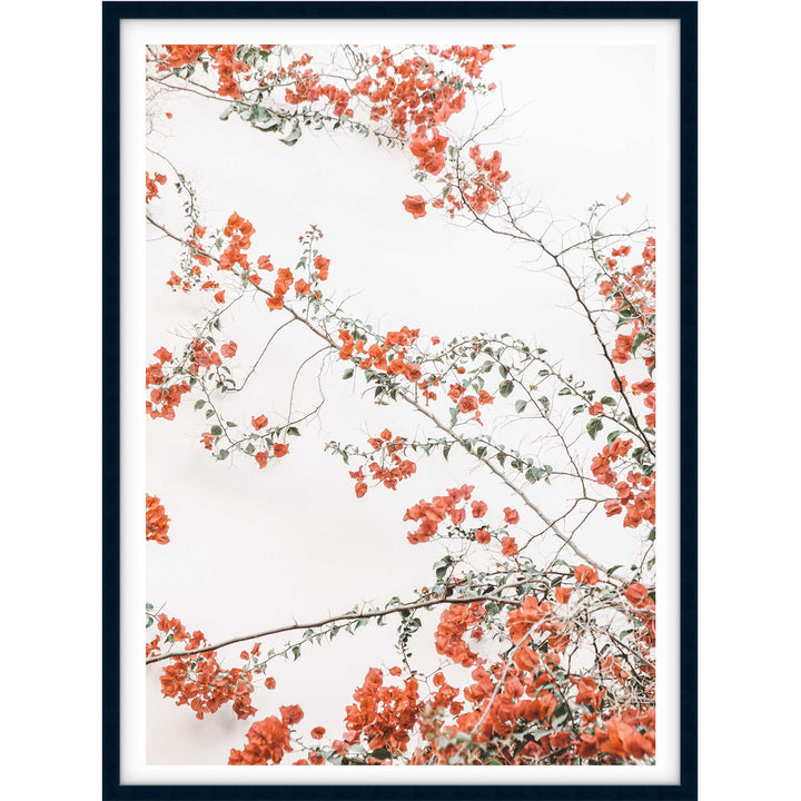 Bouganvillea no.2