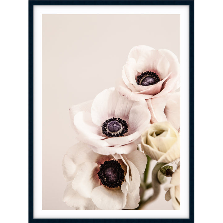 Anemones II
