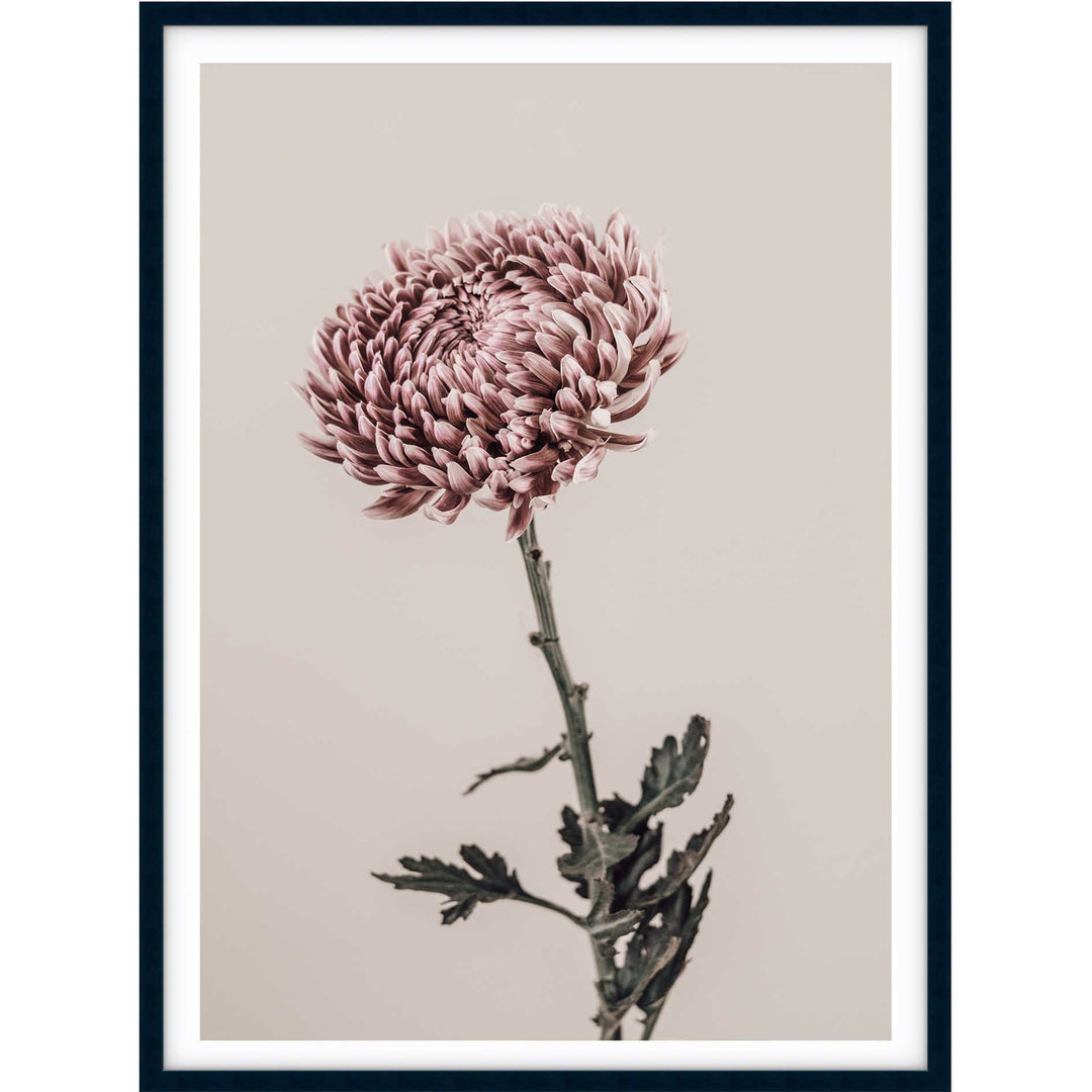Vintage Chrysanthemums II