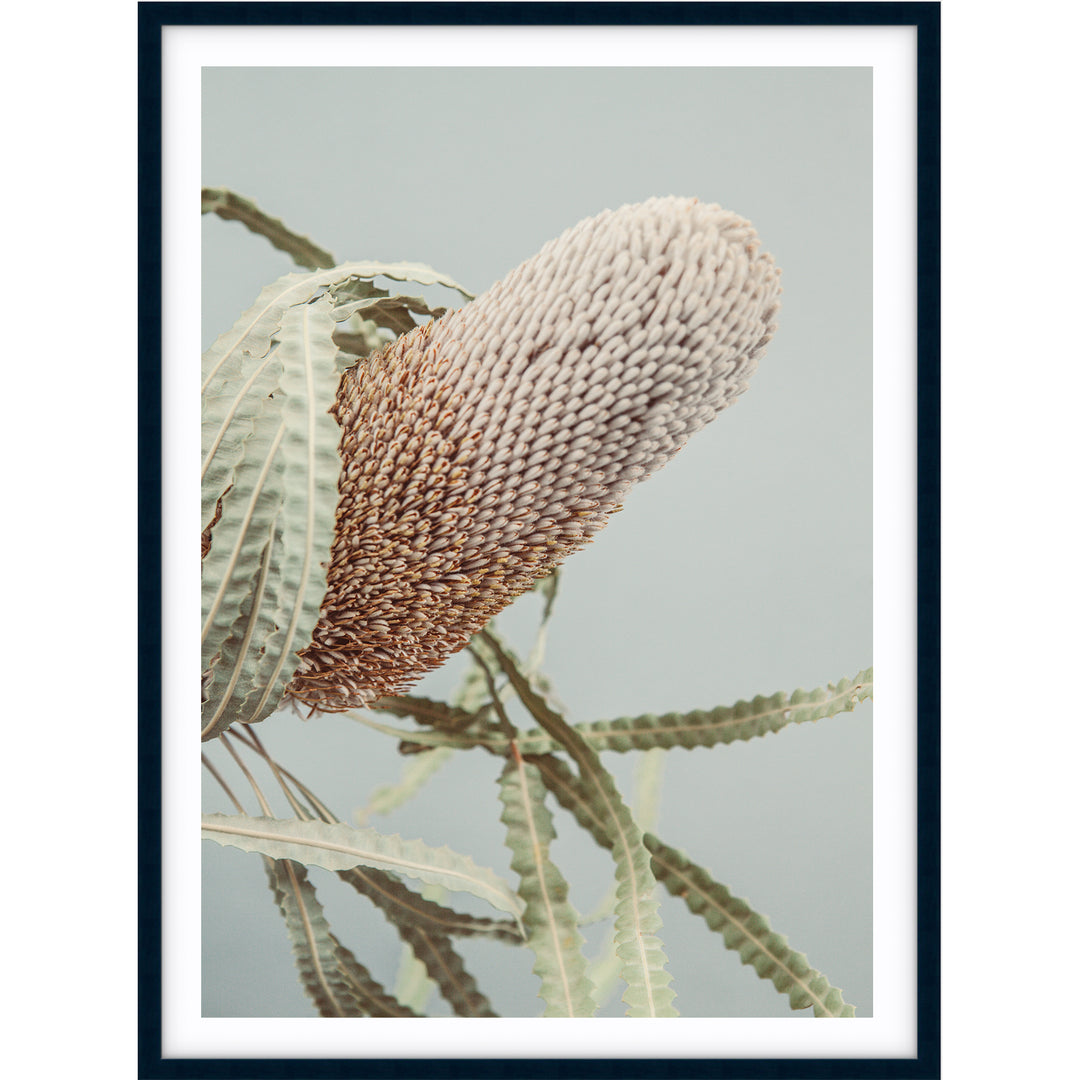 Banksia On Green no.2