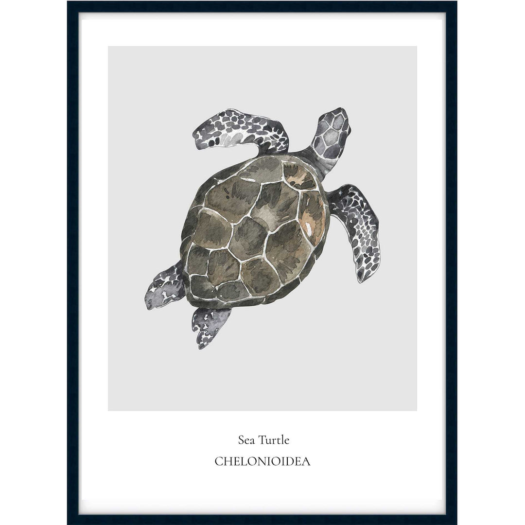 Sea Turtle