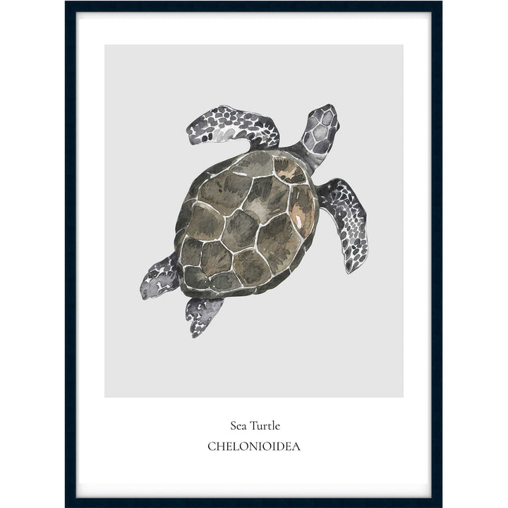 Sea Turtle