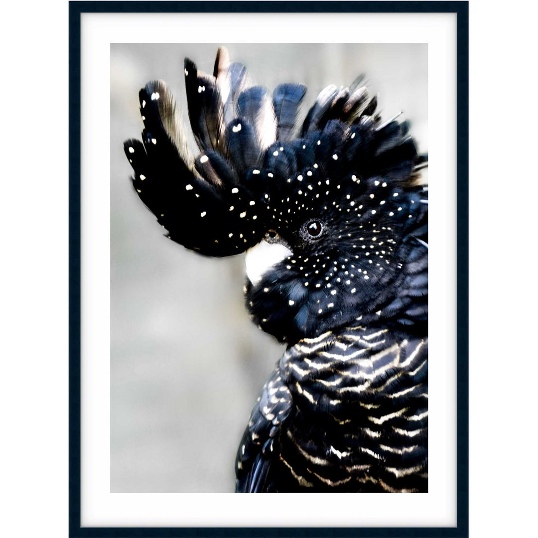 Black Cockatoo II