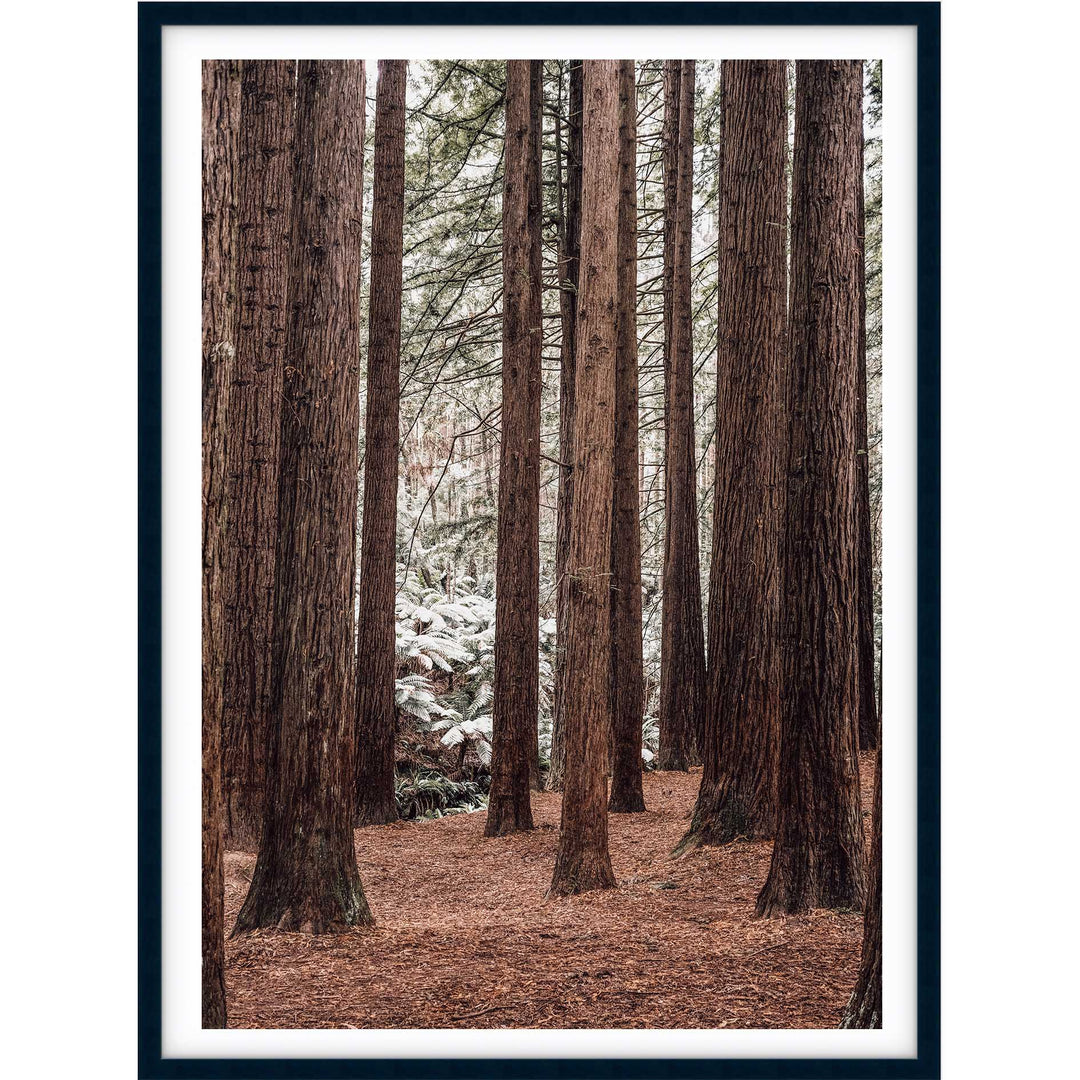 Californian Redwoods no.2 - The Otways