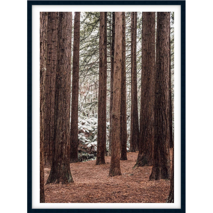 Californian Redwoods no.2 - The Otways