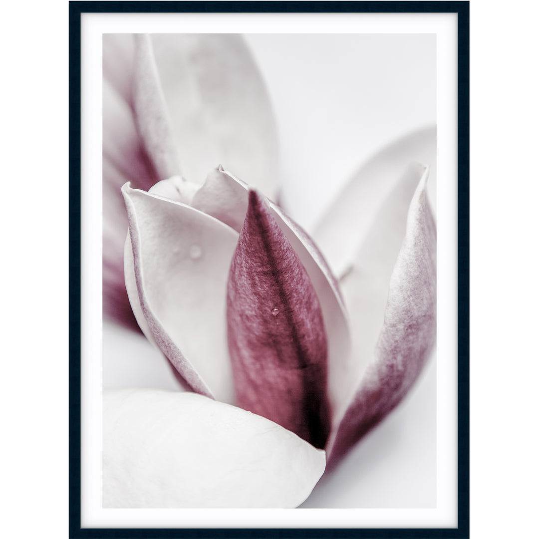 Magnolia II