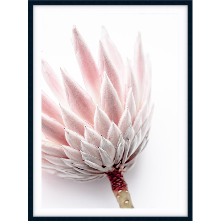 King Protea I