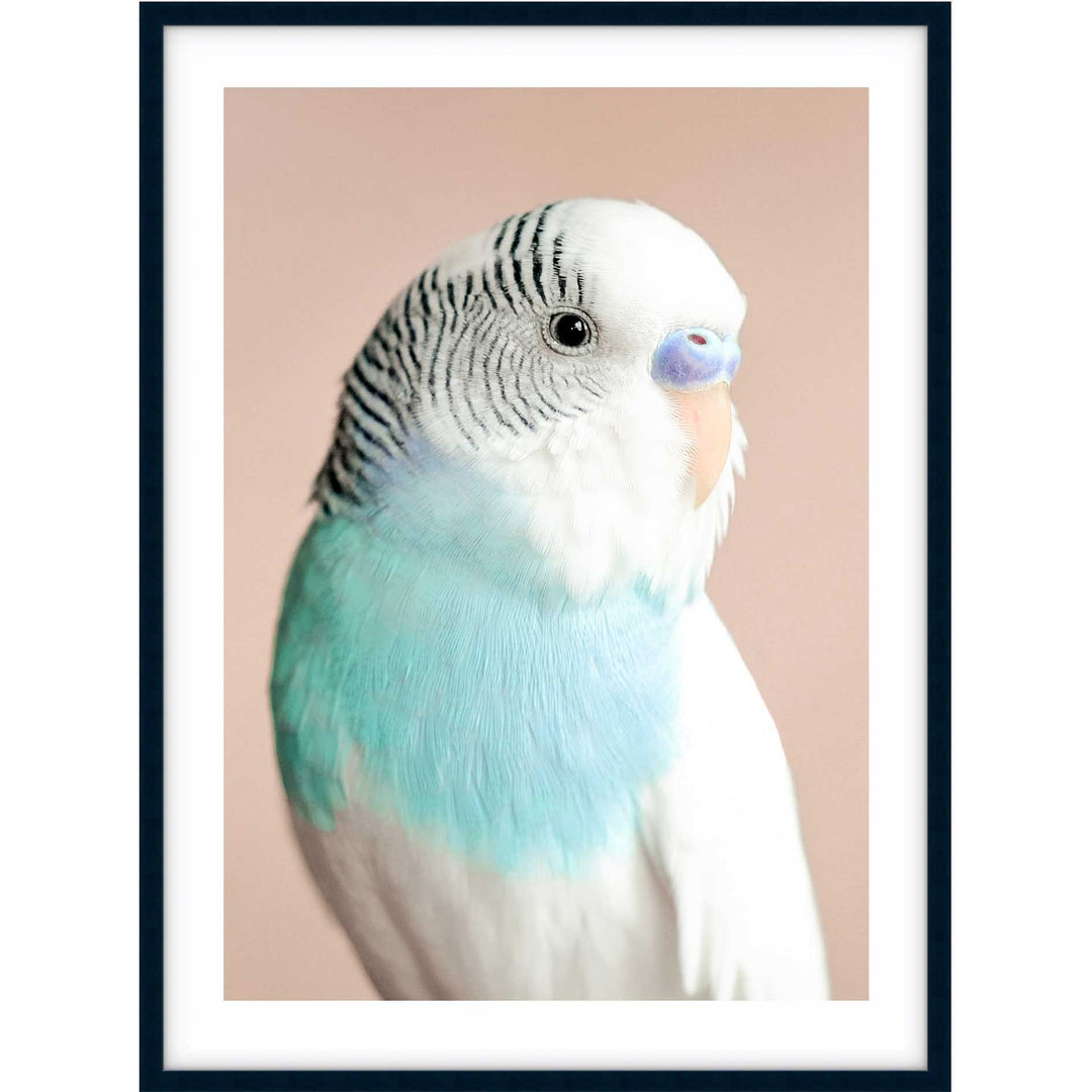 Parakeet
