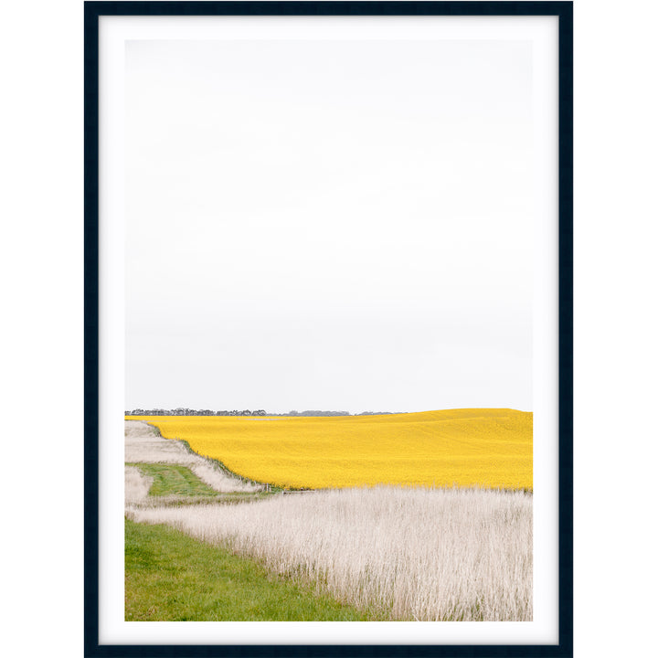 Canola I - Country Victoria