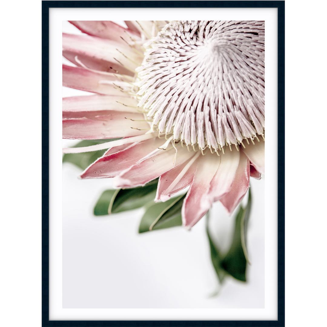 King Protea II