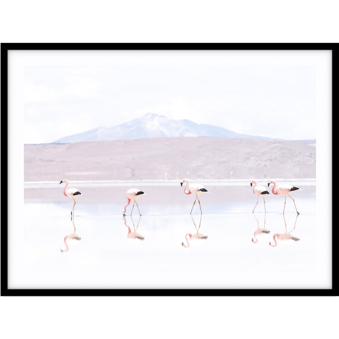 Flamingos LS - Bolivia