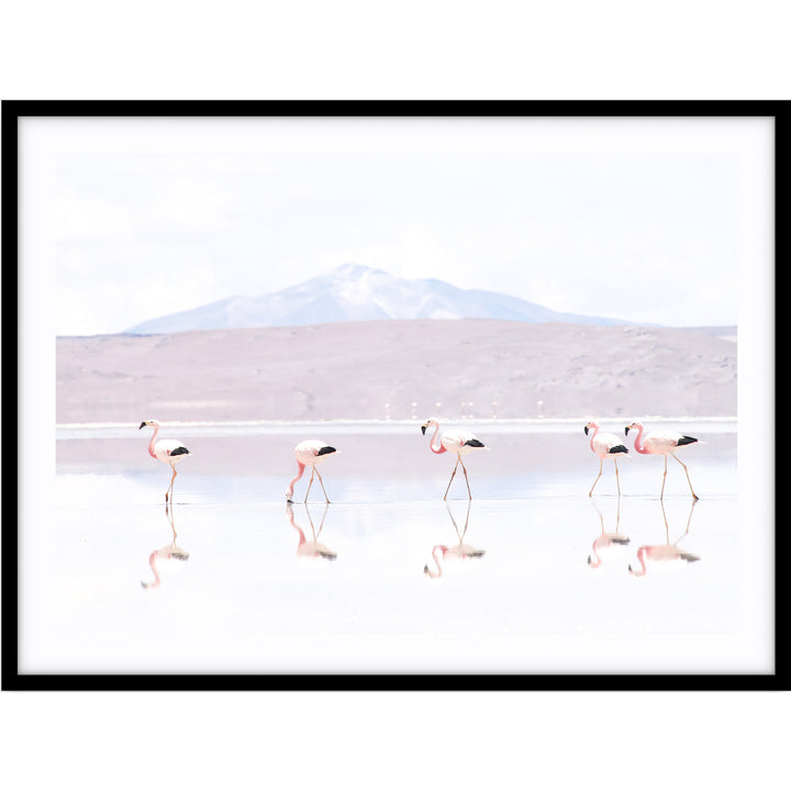 Flamingos LS - Bolivia
