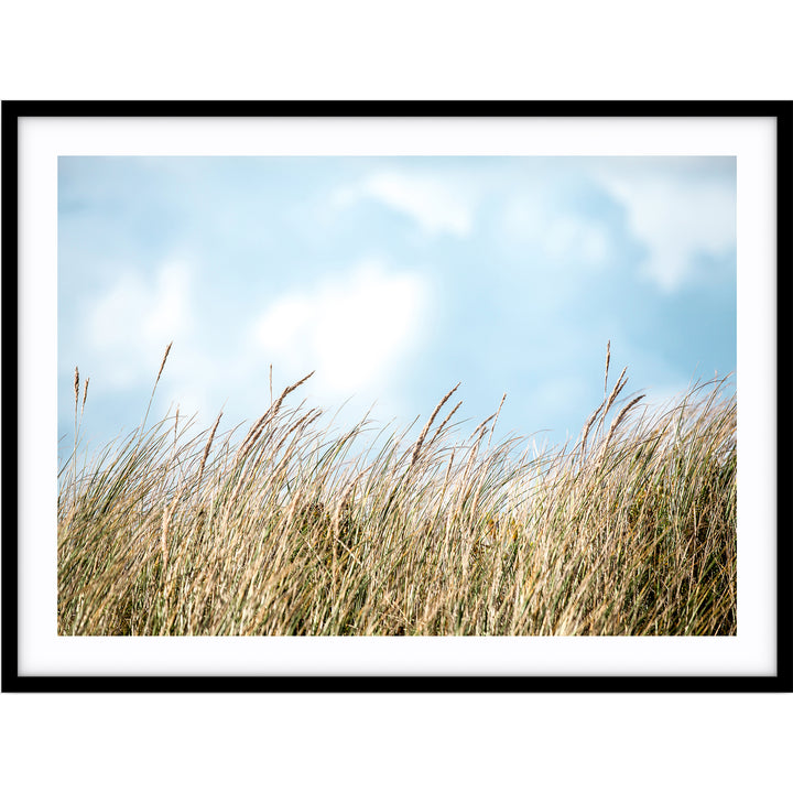 Beach Grass - Port Fairy