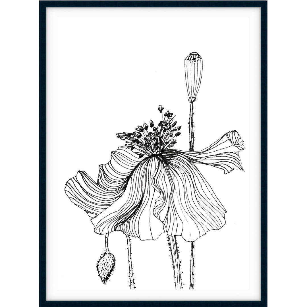 Poppy Sketch